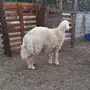 طلي شحم ولحم 