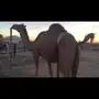 حمرا رباع 