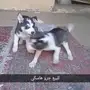 كلب هاسكي 