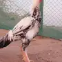 ديك حجازي فاخر 