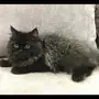 ذكر شيرازي اسود ورمادي 