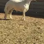 مشررروع فحل ابرص