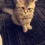 قطط شيرازي للبيع