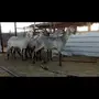 6رخال صنف جاهزه للفحل