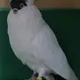 ذكر هلمت