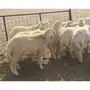 طليان طيبه ونضيفه
