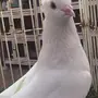 ((جوز قطيفي((غرنوق))