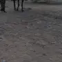 بعير باكستاني للبيع