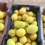 ليمون من انتاج المزرعه بدون كيماوي 