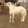 فحل حري رباع كفو كفو كفو