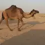القحه للبيع 