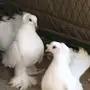 كرنقو للبيع 