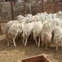 ضان حريات زينة عددها 30 وتحتها 31 