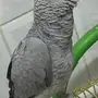 فرخ كاسكوو