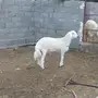 مشروع فحل حري 2