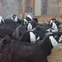 معزا عوارض وحريات زينه عددها 19