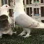 ((جوز روماني(( مسكي))