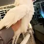 للبيع بغبغاء كاكاتو 