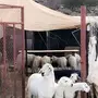 فحل كفو من غنم شهران مشروط 