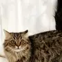CAT قط نرويجي تربية بيوت CAT