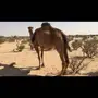 للبيع ناقة لقحة حمراء شمالية بالطائف عشيرة 
