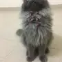 قطط للبيع 