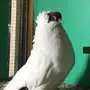 ذكر هلمت 