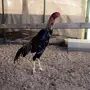  شامو ياباني