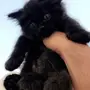 قطط للبيع 