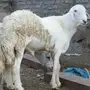 فحل حري صنف الصنف 