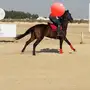خيل سباق