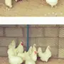 دجاج عربي 
