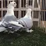 ((جوز روماني (( ازرق))