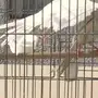 كناري ايراني ابيض ذكر 