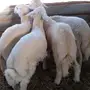طليان بيشيه 