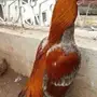 ديك ميوالي