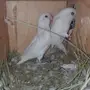 زوج روز البينو منتج