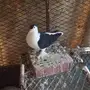 حمام شيرازي 