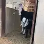 خوات جذعات 2 متابيع 