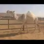 وضحاء كفو 