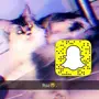 قط شيرازي للبيع