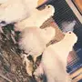 حمام صنعاوي سلك للبيع 
