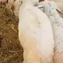 بهم حري