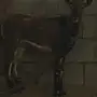 وعل حر للبيع 