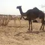 خلفه للبيع