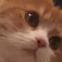 قطه جميله لتبني المستعجل