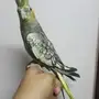 أنثى كروان اليفه 