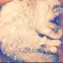 قطه شيرازي اليفه للبيع