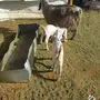 معزا متابيع 3 تحتها 6