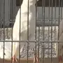 كناري ابيض ايراني كرست 